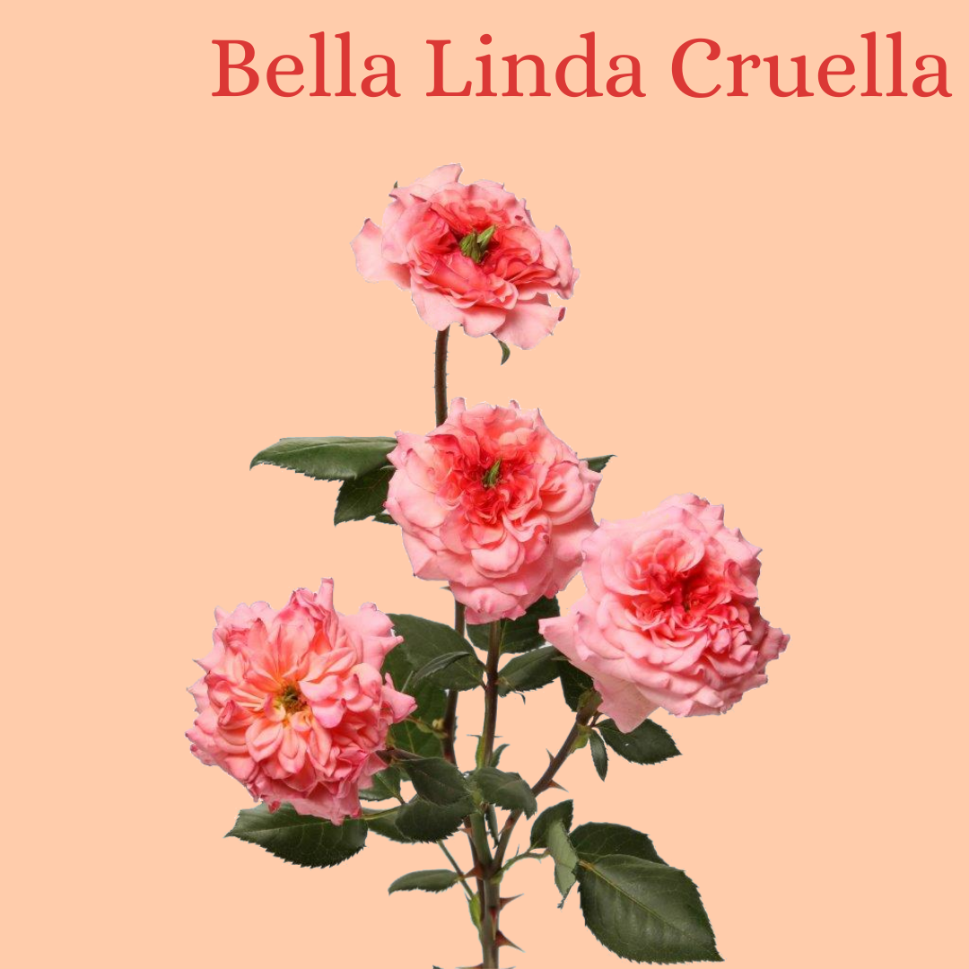 ROSE BR. BELLA LINDA CRUELLA 50